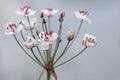 Blossoming rush Butomus umbellatus L. on shore of the river. Royalty Free Stock Photo