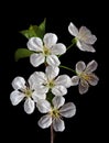 Blossoming sakura branch in water drops isolated on black. spring flowers Royalty Free Stock Photo