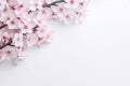 blossoming sakura branches on a white background