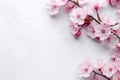 blossoming sakura branches on a white background