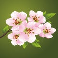 Blossoming sakura - japanese cherry tree Royalty Free Stock Photo