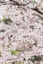 Blossoming sakura in Nara