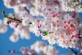 Blossoming sakura with pink flowers on blue sky background