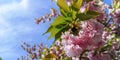 Blossoming sakura pink flowers with green leaves.Spring fressness, copy space Royalty Free Stock Photo