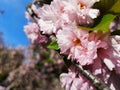 Blossoming sakura pink flowers with green leaves.Spring fressness, copy space Royalty Free Stock Photo