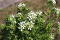 Blossoming scurvygrass Royalty Free Stock Photo