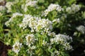 Blossoming scurvygrass Royalty Free Stock Photo