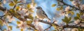 Blossoming Serenity: A Tiny Bird in Springtime Bloom Royalty Free Stock Photo