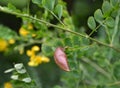 The blossoming Siberian pea shrub Caragana arborescens Lorbergii,of Lorberg a yellow acacia, a bean on a branch Royalty Free Stock Photo