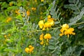 The blossoming Siberian pea shrub Lorberg a yellow acacia Caragana arborescens Lorbergii Royalty Free Stock Photo