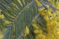 Blossoming silver wattle detail