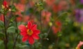 Blossoming single dahlias with a bee