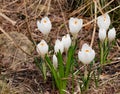 Blossoming snow white crocus flowers growing on the ground in early spring