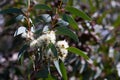 Blossoming soap mallee plant