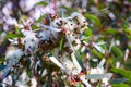 Blossoming soap mallee plant