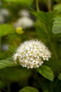 Blossoming spirea