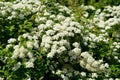 Blossoming spireya Spiraea hypericifolia L