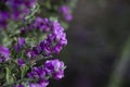 Blossoming sprigs of rose purple Texas Sage Royalty Free Stock Photo