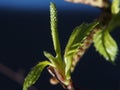 The blossoming of spring birch leaves. The on a blue background. Royalty Free Stock Photo