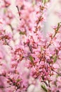 The blossoming spring bush with flowers of pink color. Plentiful seasonal blossoming.