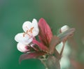 Blossoming spring cherry branch. Soft focus nature background