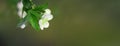 Blossoming spring cherry branch. Soft focus nature background Royalty Free Stock Photo