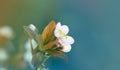 Blossoming spring cherry branch. Soft focus nature background Royalty Free Stock Photo
