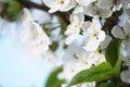 Blossoming spring cherry branch. Soft focus nature background Royalty Free Stock Photo