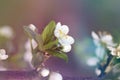 Blossoming spring cherry branch. Soft focus nature background Royalty Free Stock Photo