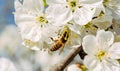 Blossoming spring cherry orchard and honey bee Royalty Free Stock Photo