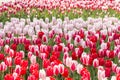 Blossoming spring flowers in Keukenhof, Holland