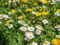 Blossoming spring meadow flora background Royalty Free Stock Photo