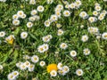 Blossoming spring meadow flora nature Royalty Free Stock Photo