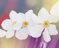 Blossoming spring narcissus flowern. Bluring soft focus nature background Royalty Free Stock Photo