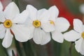 Blossoming spring narcissus flowern. Bluring soft focus nature background Royalty Free Stock Photo