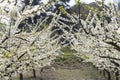 blossoming spring peach trees in a garden Royalty Free Stock Photo