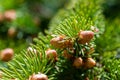 Blooming spruce buds closeup, Picea abies vegetation in spring