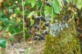 Macro of red and black berries. Wild brambles