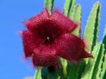 Blossoming Stapelia asterias. Royalty Free Stock Photo