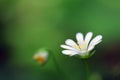 Blossoming Stellaria plant with white and yellow flower from pink family or carnation family Caryophyllaceae on a greenish-brown