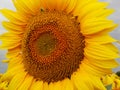 The Blossoming Sunflower close up