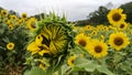 Blossoming sunflower