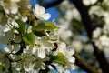 blossoming sweet cherry branch