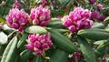 Blossoming Sweet Rhododendron Royalty Free Stock Photo