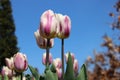 Blossoming Sweet Tulips Royalty Free Stock Photo