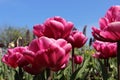 Blossoming Sweet Tulips