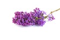 Branch with lilac flowers isolated on white background. Royalty Free Stock Photo