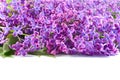 Branch with lilac flowers isolated on white background. Royalty Free Stock Photo