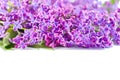 Branch with lilac flowers isolated on white background. Royalty Free Stock Photo