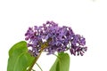 Branch with lilac flowers isolated on white background. Royalty Free Stock Photo